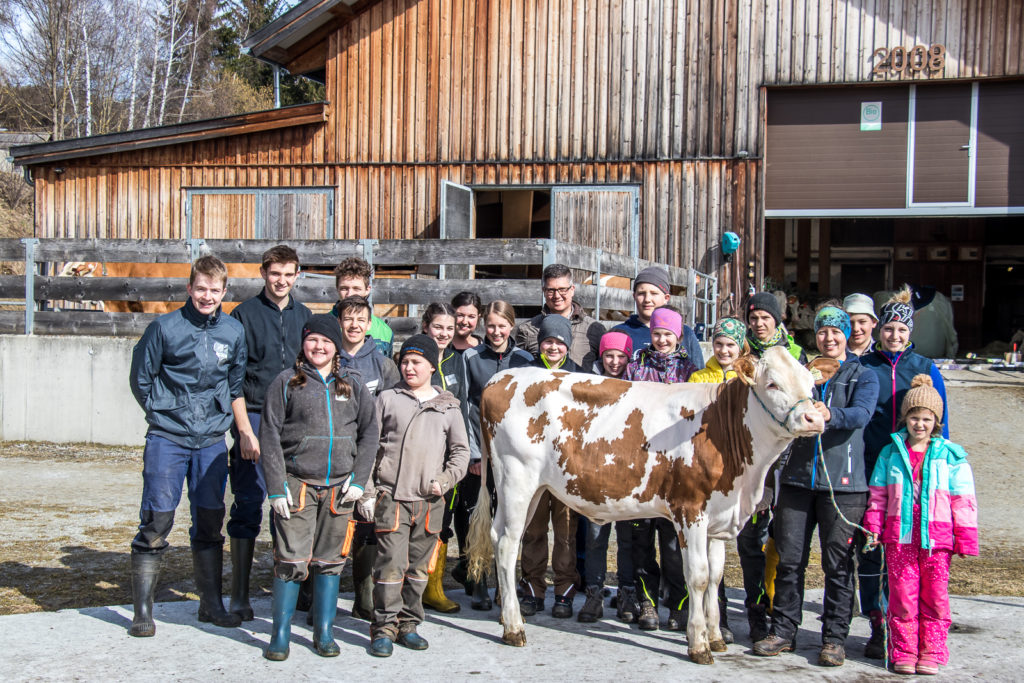 Cowstyling Lungauer Jungzüchter