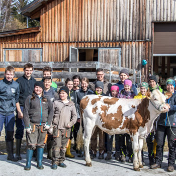 Cowstyling Lungauer Jungzüchter