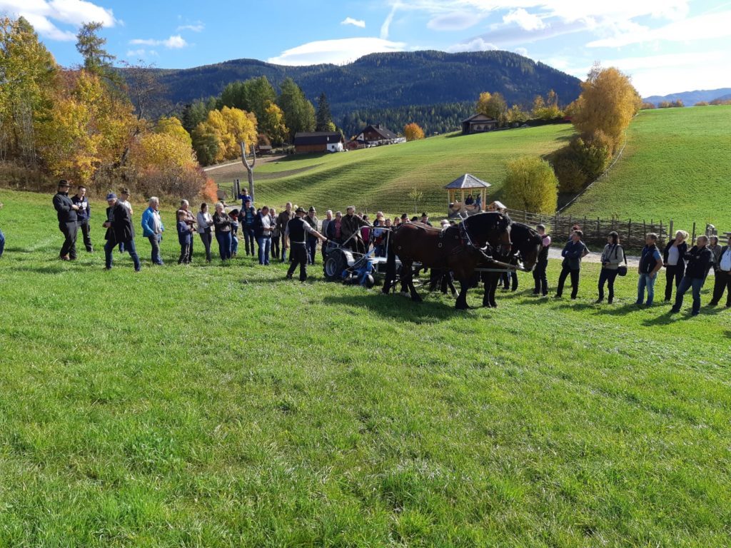 Pferdegespann beim Mähen am Lungauer Pferdesymposium