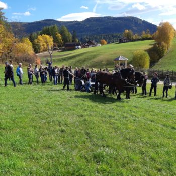 Pferdegespann beim Mähen am Lungauer Pferdesymposium