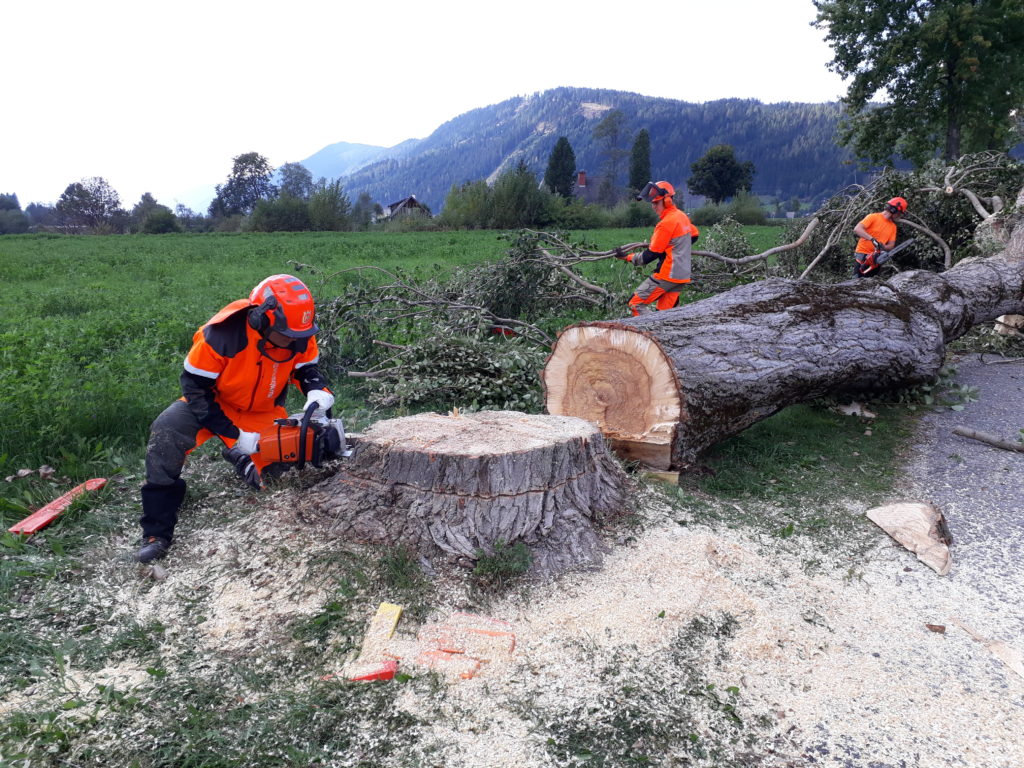 Fällung eines Baumes