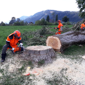 Fällung eines Baumes