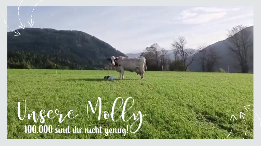 Unsere Kuh Molly mit Kalb