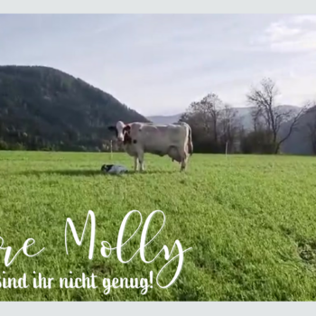 Unsere Kuh Molly mit Kalb
